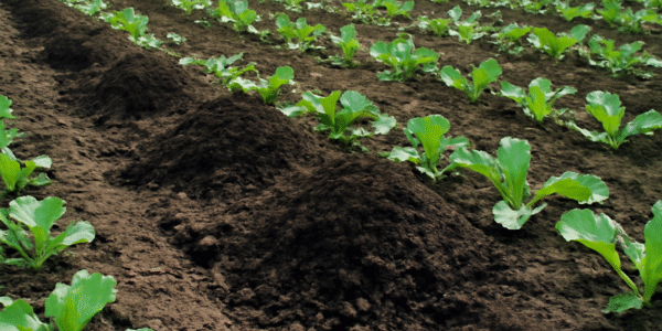 Compost in agriculture Compost in agriculture