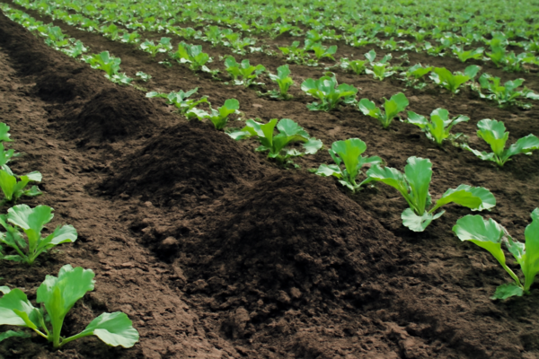 Compost in agriculture Compost in agriculture