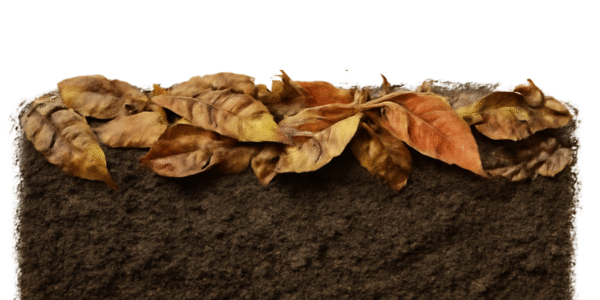 mulch for your garden Mulch for your garden